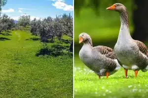 Las ocas y el estado en el que dejan el olivar.