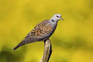 Orden de Vedas de Caza de la Comunidad Valenciana 2025-2026 tórtola