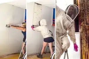 panal abejas pared casa