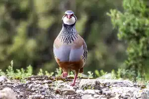 perdiz roja