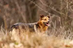 Un perro asilvestrado.