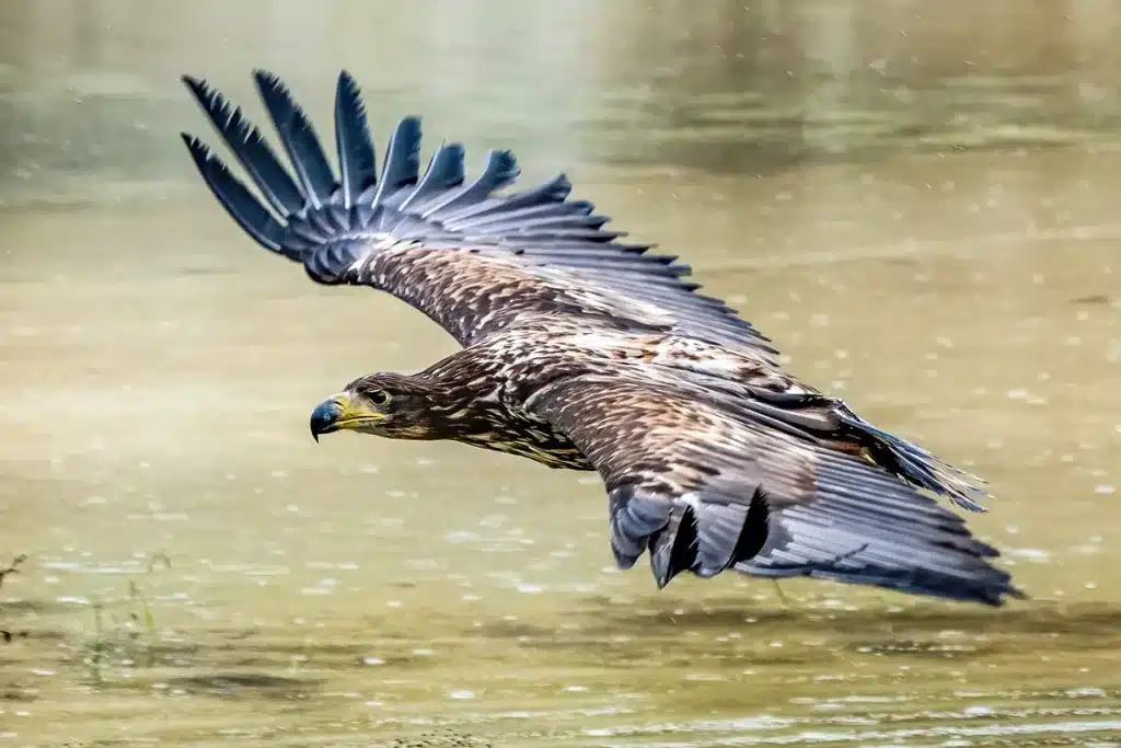 Pigargo. © Shutterstock