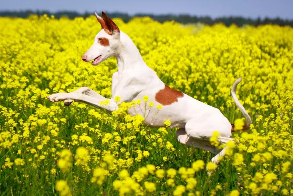 podenco ibicenco leishmaniosis