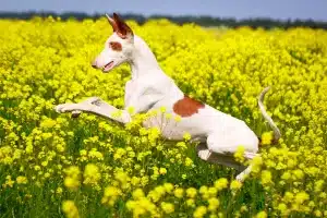 podenco ibicenco leishmaniosis