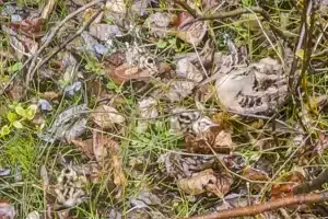 Un cazador se topa en mitad del monte con un tesoro de la naturaleza