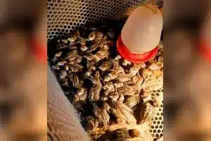 La razón por la que China ha comenzado a criar cientos de miles de perdices