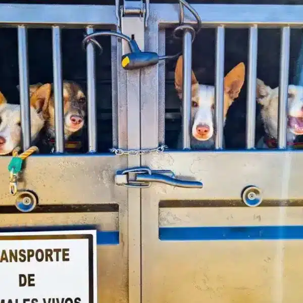 remolque perros