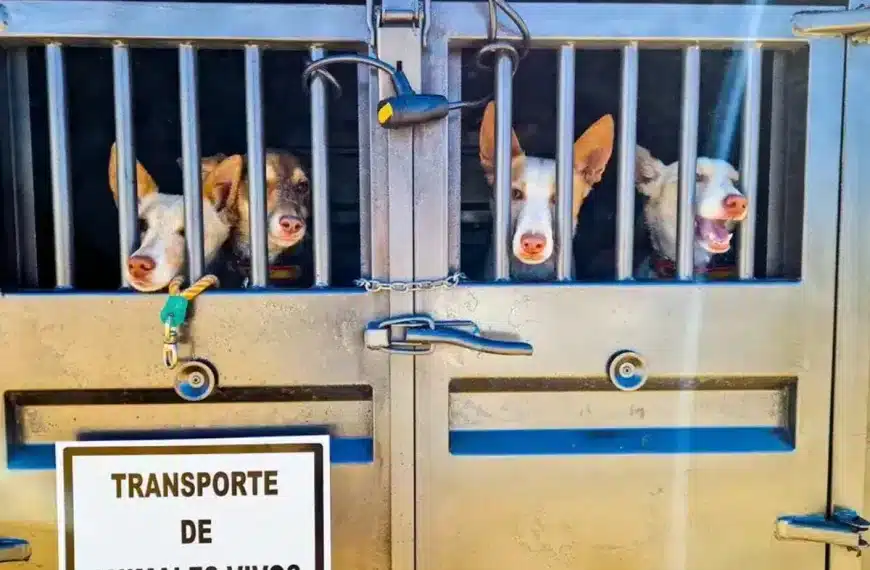 remolque perros