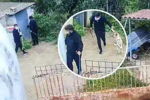 Cazadores de Tarragona graban el robo de sus cinco podencos y hacen un llamamiento para identificar a los ladrones