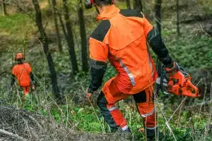 El clareo de monte es importante para restaurar el hábitat del urogallo.