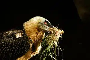 secreto quebrantahuesos