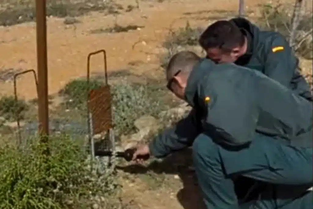 Seprona jaulas capturar liebres