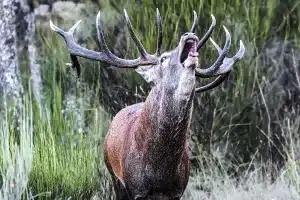 subasta caza Montes Universales