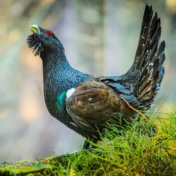 El urogallo.