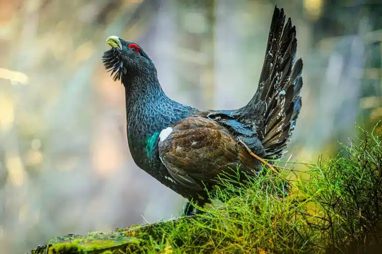 El urogallo.