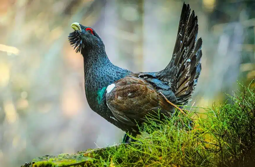 El urogallo.