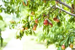 agricultor detenido nectarina