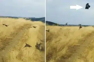 águila imperial caza perdiz