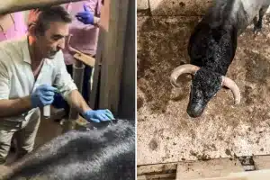 así curan toro indultado