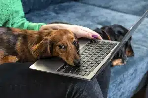 Así será nuevo curso dueños perros España