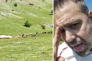 buitres atacan ovejas