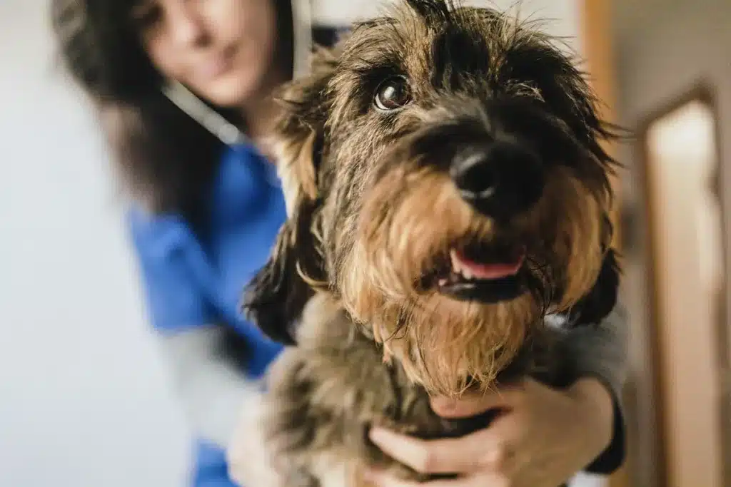 Científicos Leishmania perros Zamora