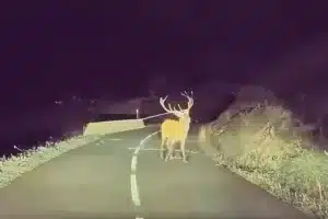 ciervo cuerna pastor eléctrico