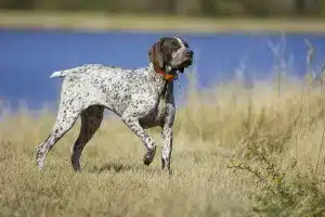Corte de cola perros