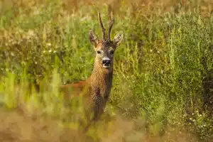 corzo ciervo subasta La Rioja
