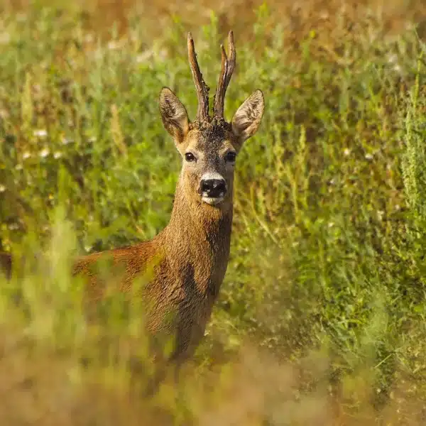 corzo ciervo subasta La Rioja