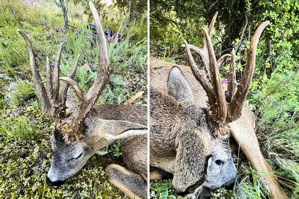 Corzo descomunal raro Zaragoza