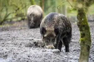 dieta secreta jabalíes