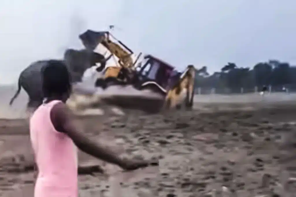 elefante embiste excavadora