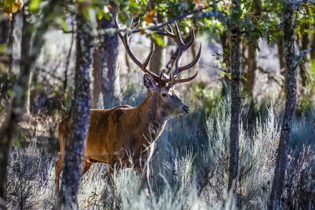 Emergencia cinegética ciervo Zamora