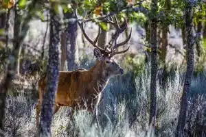 Emergencia cinegética ciervo Zamora
