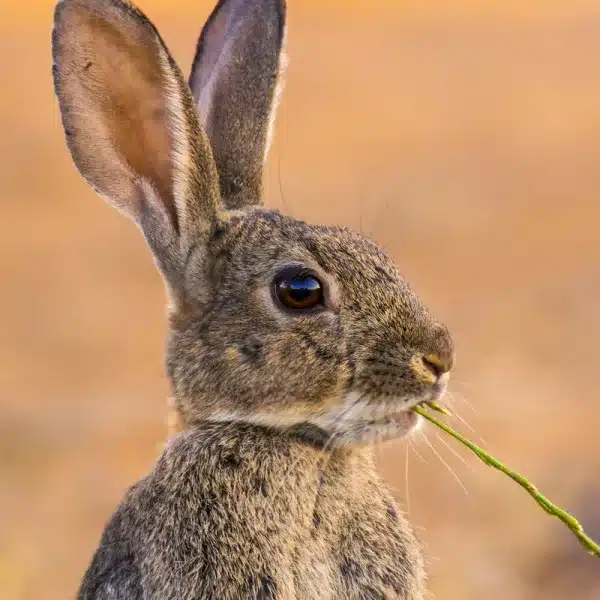 Emergencia cinegética daños conejo Andalucía