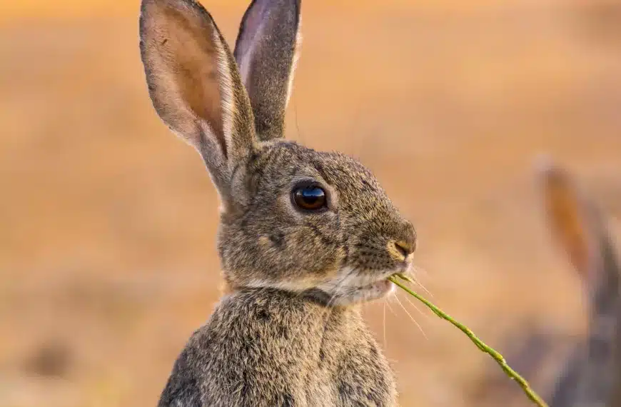 Emergencia cinegética daños conejo Andalucía