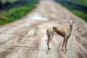 La Guardia Civil pilla a un furtivo de liebres con galgos en Soria tras darse a la fuga y abandonar a sus perros