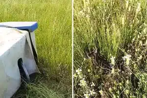 ganadero tesoro naturaleza