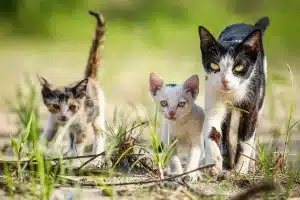 Los gatos asilvestrados crían sin control en el campo.