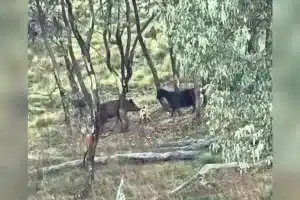 jabalíes comen ganado