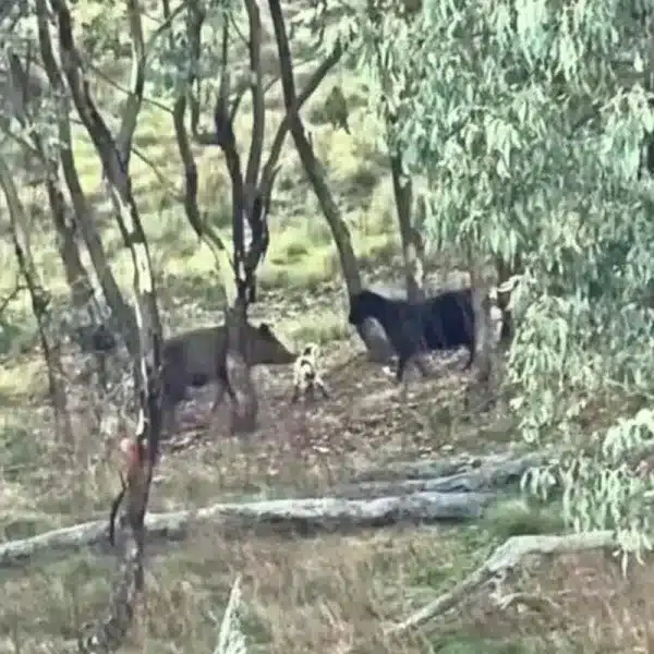 jabalíes comen ganado