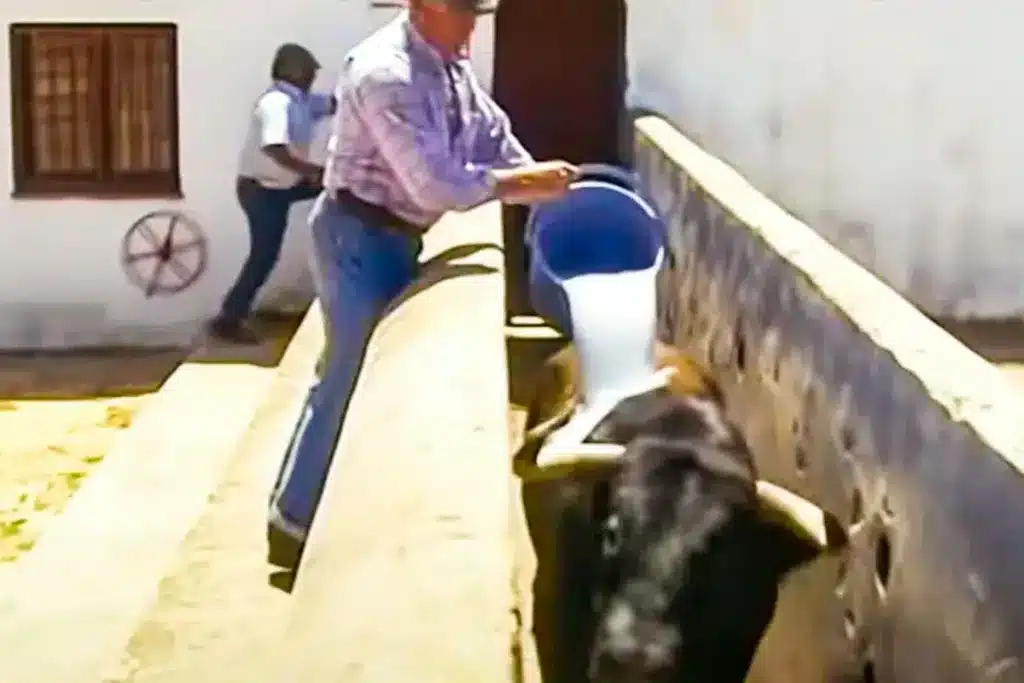 liquido toro bravo semental vacas