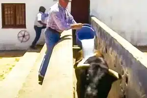 liquido toro bravo semental vacas