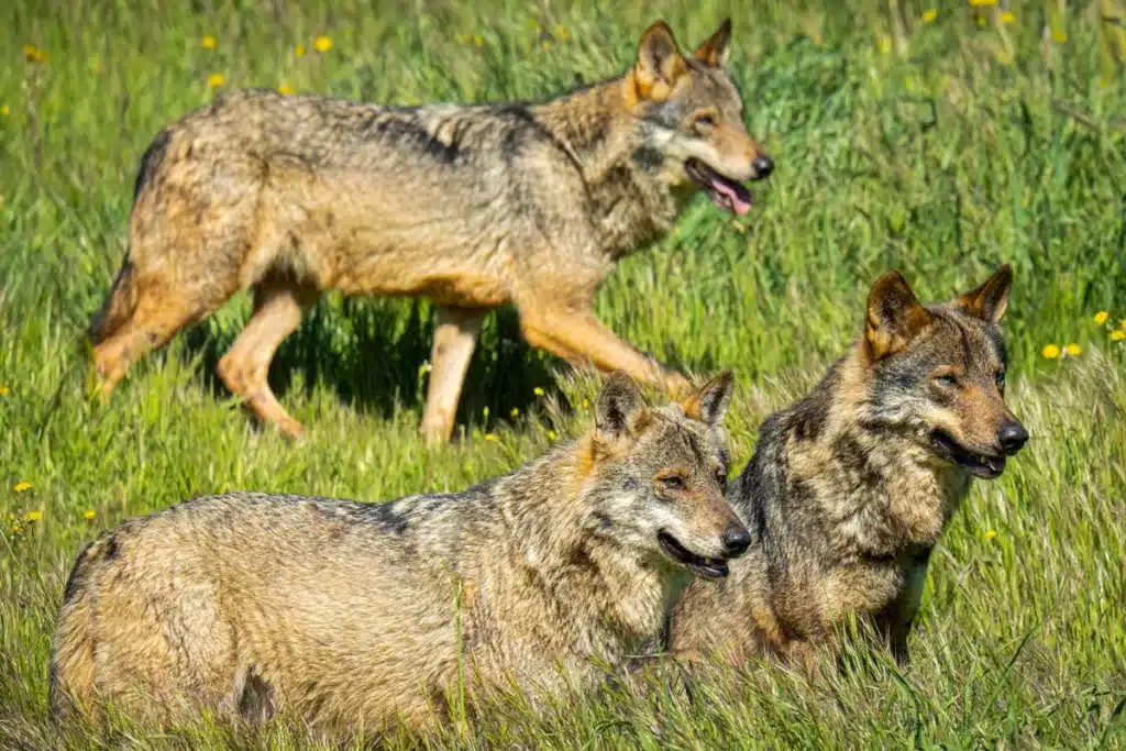 Lobos ibéricos.
