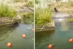 método salir animales canal