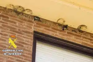 multa nidos golondrina