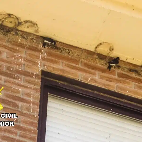 multa nidos golondrina