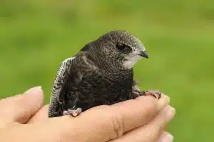 Ni rapaz ni fringílido multa 200.000 euros pájaro protegido