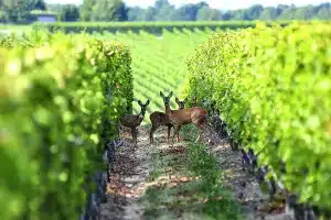 oferta de trabajo finca de caza y bodega